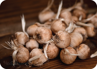 saffron bulbs